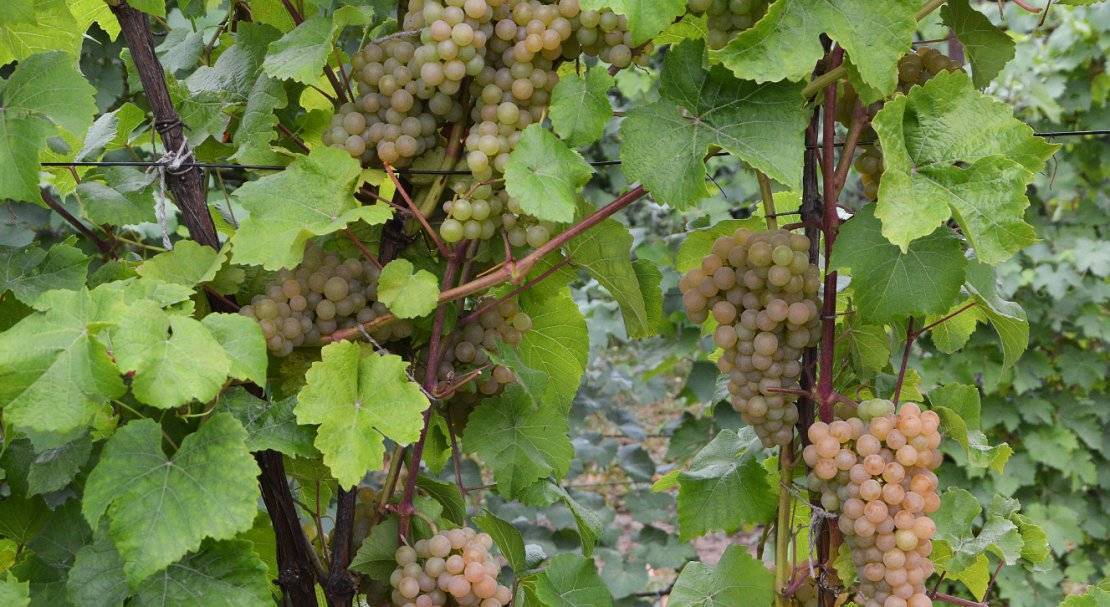 Платовский сорт винограда — как вырастить?