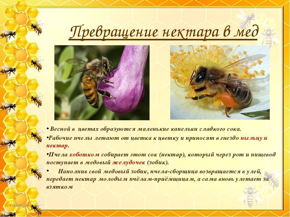 Осиный мед: делают ли мед осы и отличие от пчелиного вида