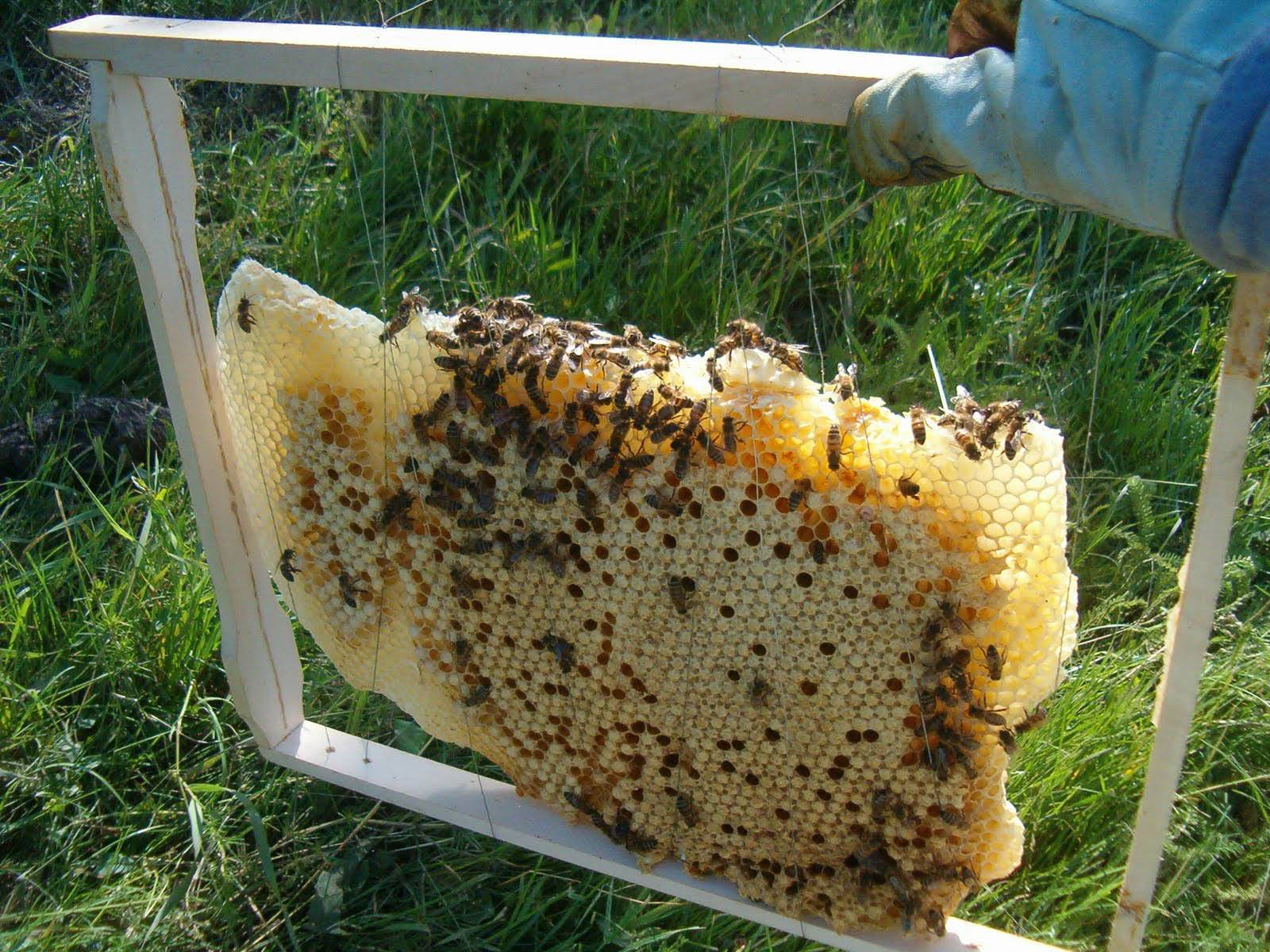 Пчелиные соты: структура, свойства, польза, хранение | пчелы | пчеловод.ком