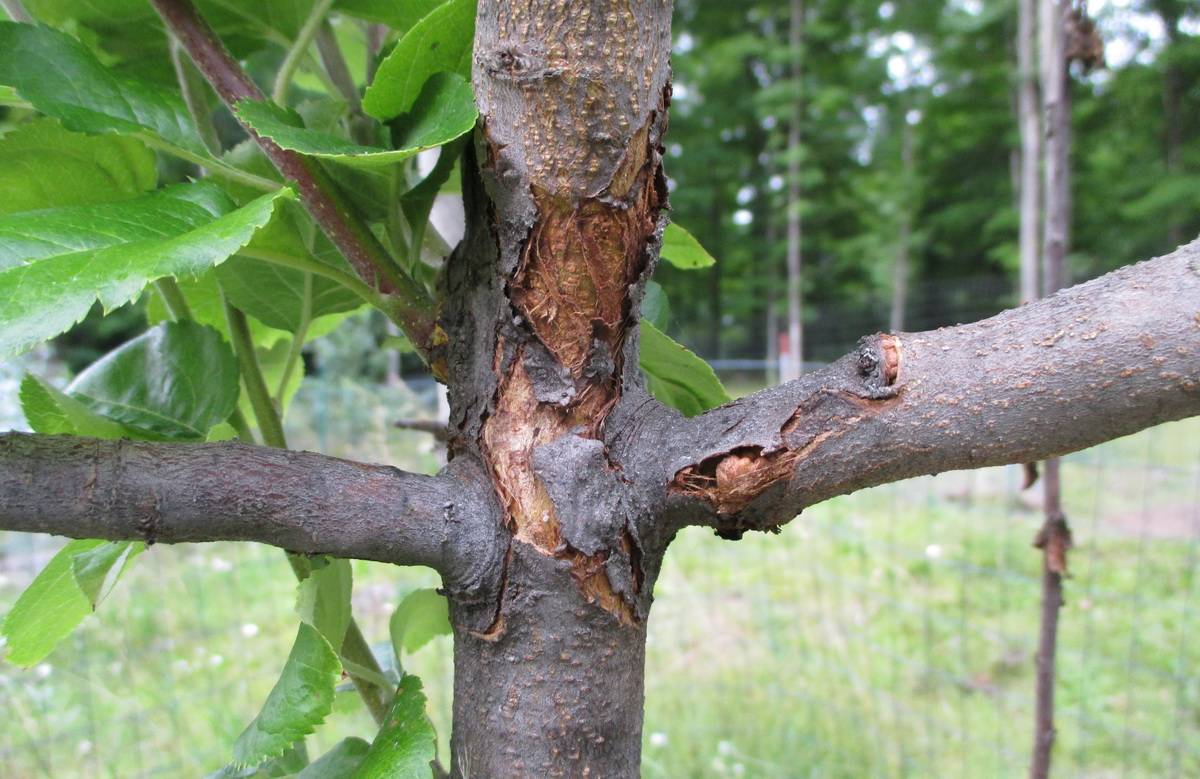 Болезни листьев яблони: признаки, причины и последствия