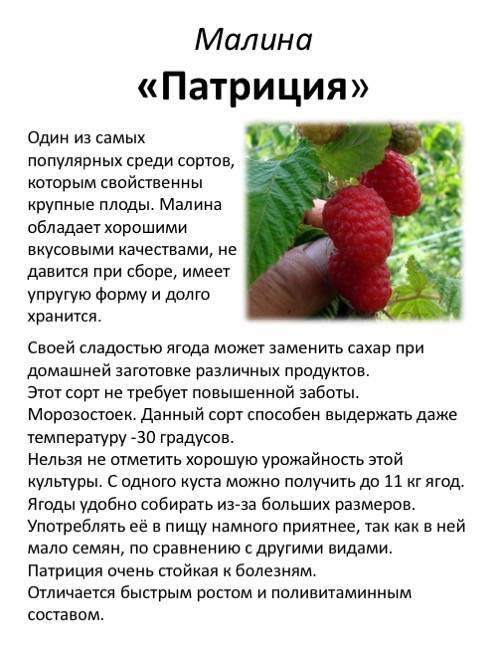 Сорт малины «исполин»: характеристика, агротехника выращивания