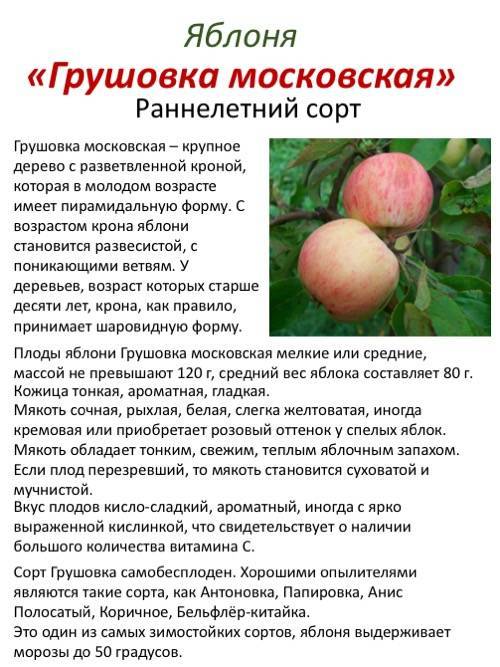 Яблоня грушовка московская: описание, фото, отзывы, посадка и уход