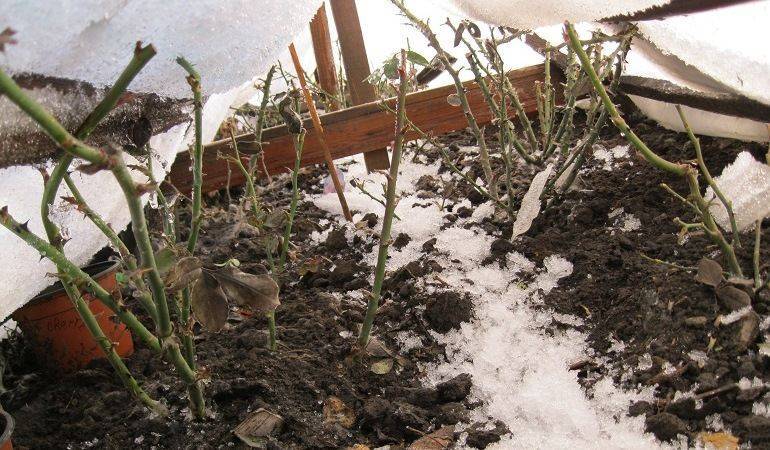 Как укрыть розмарин на зиму на даче: уход в открытом грунте, нужно ли выкапывать