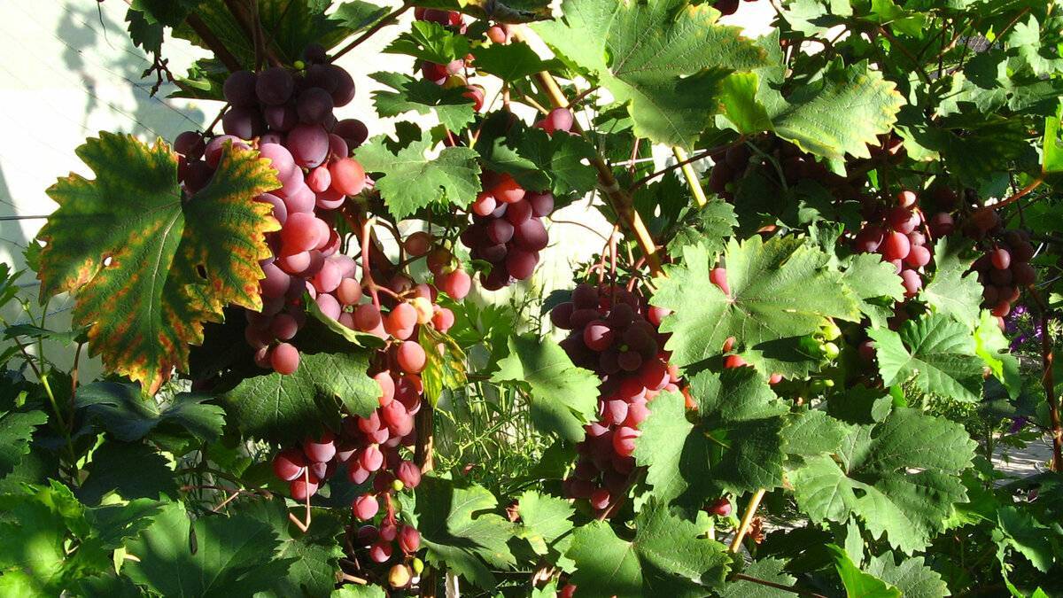 Виноград виктория: описание сорта, фото, отзывы 