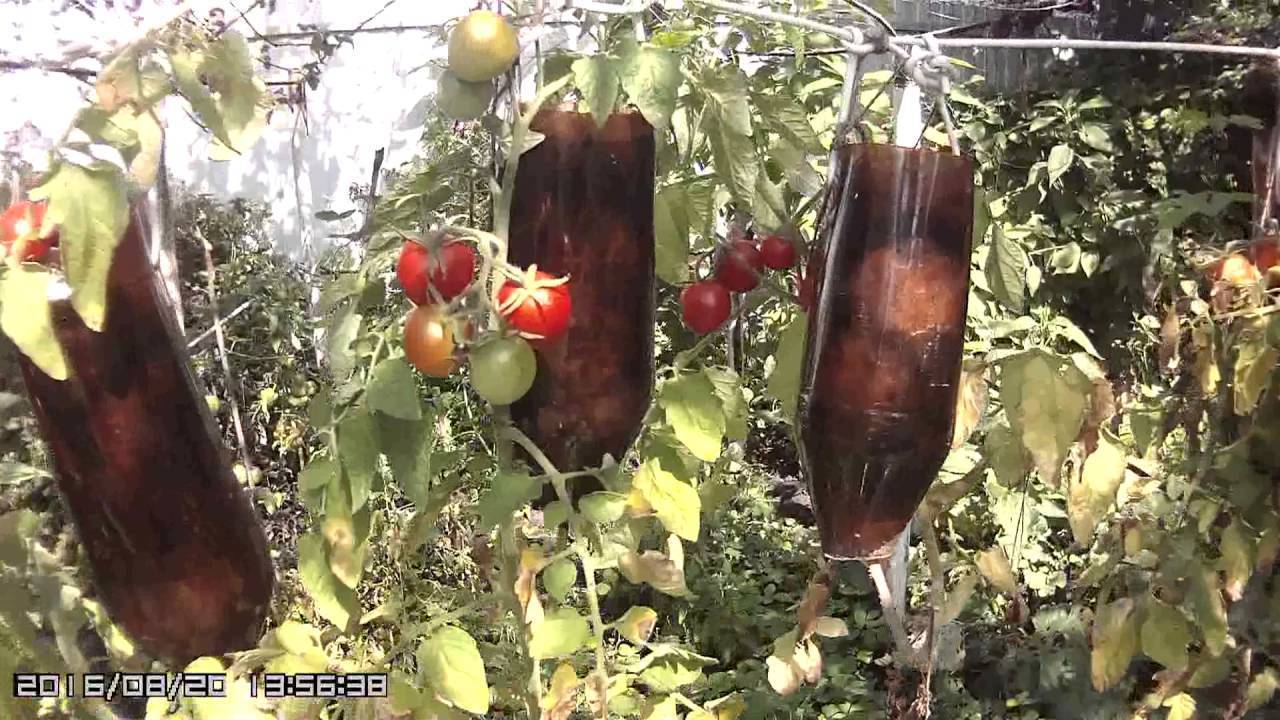 Как посадить помидоры вверх ногами, метод выращивания растений в перевернутом виде