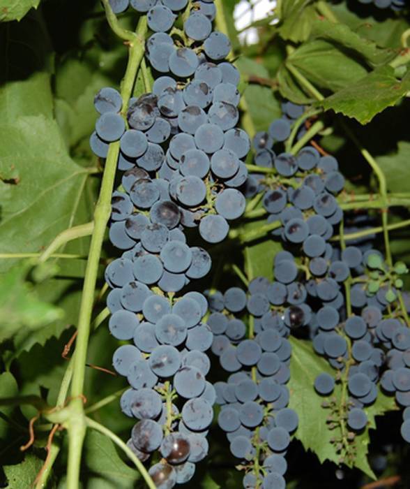 Виноград амурский – описание сорта, амурский сорт винограда