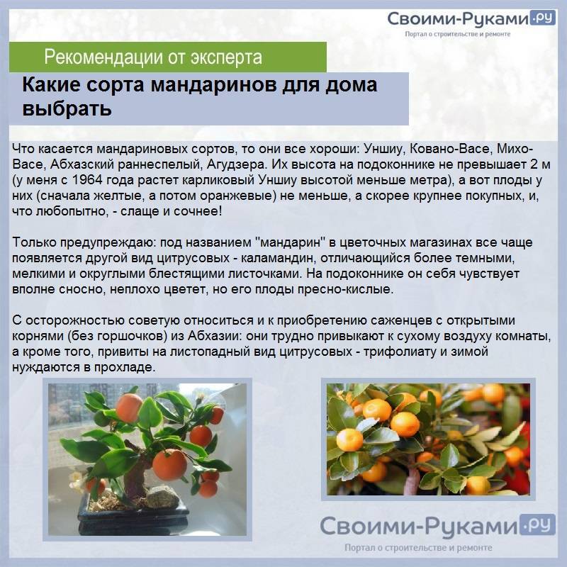 Правила выращивания и ухода за цитрусовыми в домашних условиях из косточки, удобрения