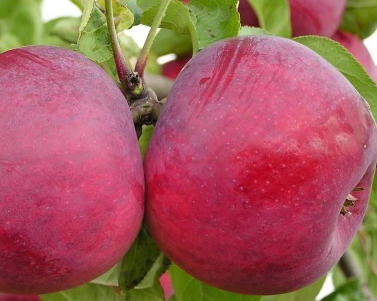Зимние сорта яблок для беларуси