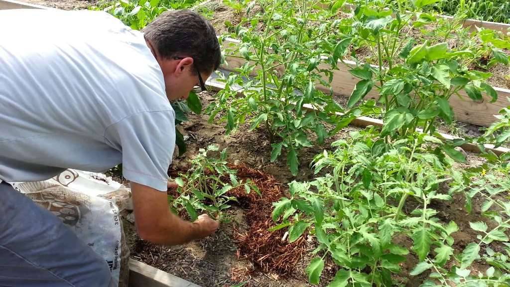Мульчирование перцев в теплице и грунте скошенной травой и опилками в 2022 году на гудгрунт