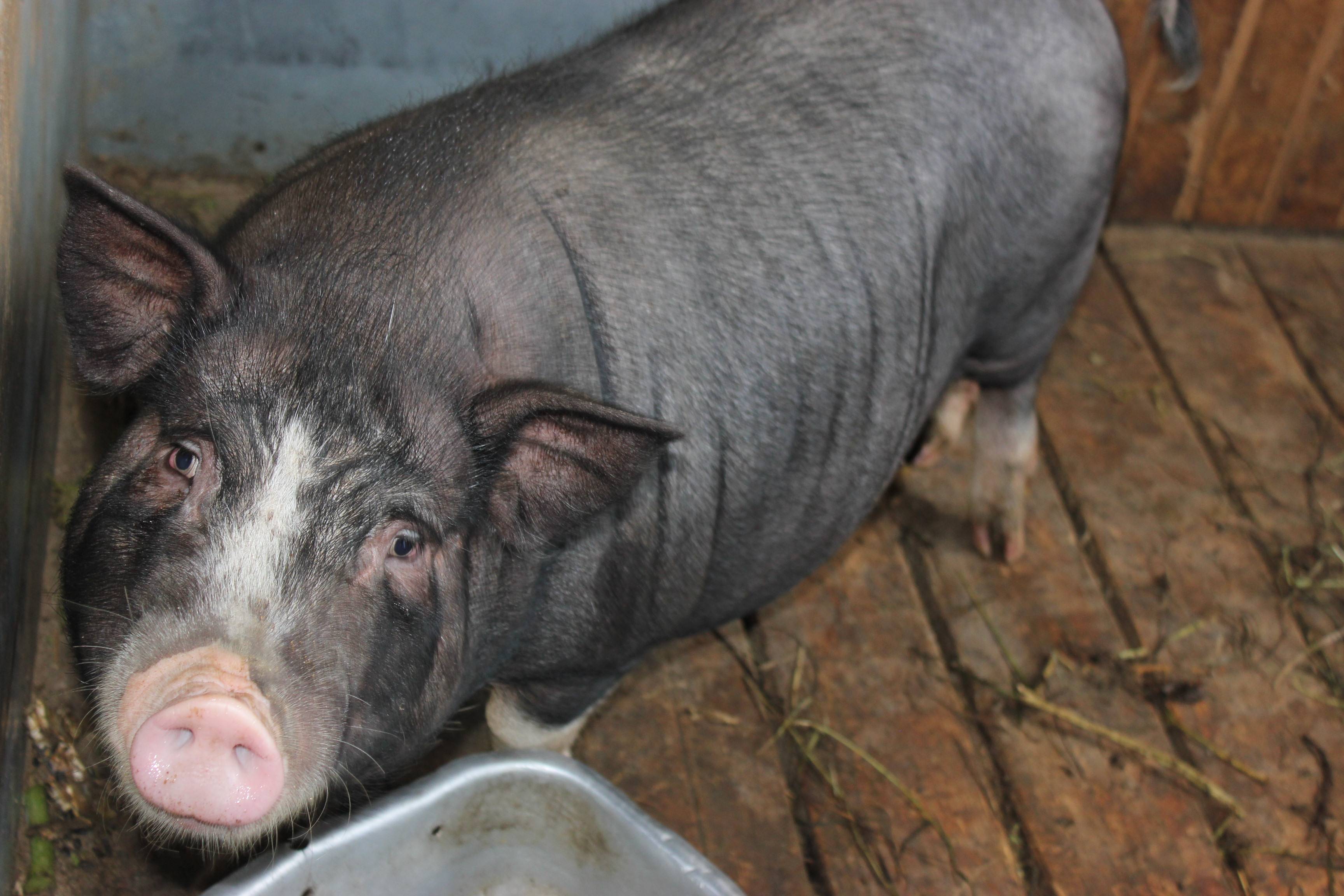 Вьетнамские свиньи: 90 фото, описание, особенности выращивания и ухода