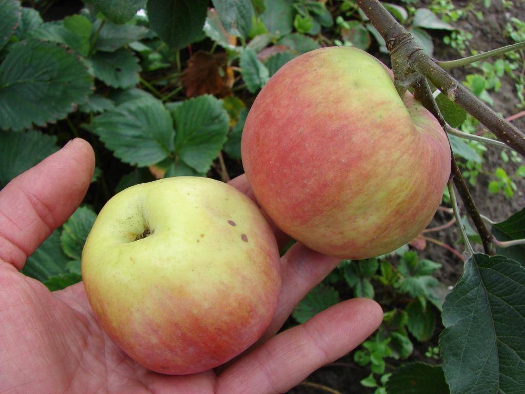 Особенности сорта яблони услада