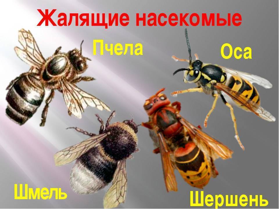 Укус осы: первая помощь, что делать в домашних условиях - pchela-info.ru