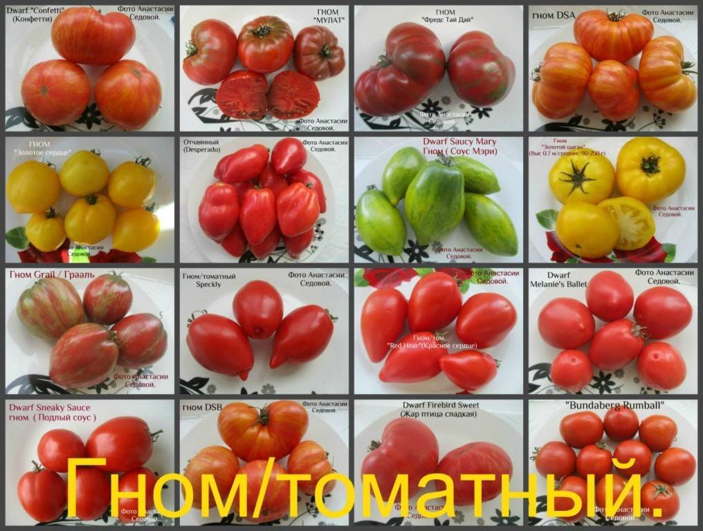 Низкорослые сорта помидоров для открытого грунта