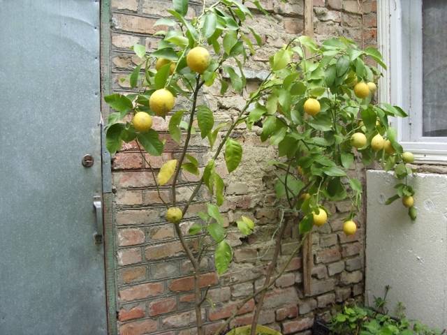 Размножение лимона черенками в домашних условиях: как посадить деревце в горшке, какие условия нужны для укоренения и выращивания комнатного любимца?дача эксперт