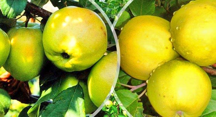 Высокая урожайность при небольшом росте — сорт яблонь братчуд