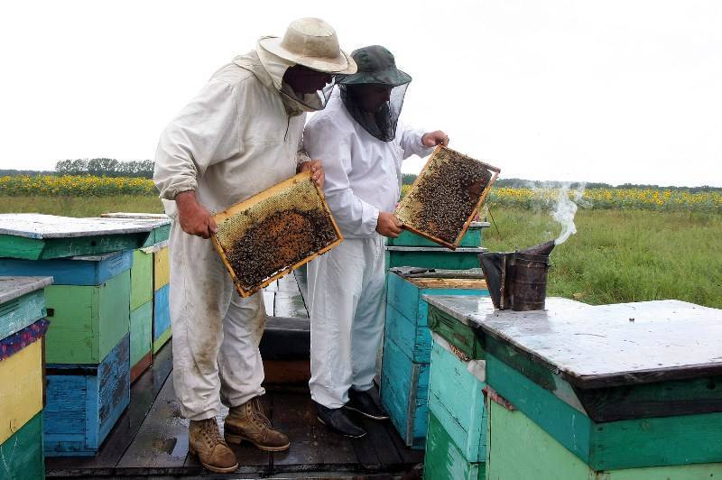 История и современное развитие российского пчеловодства