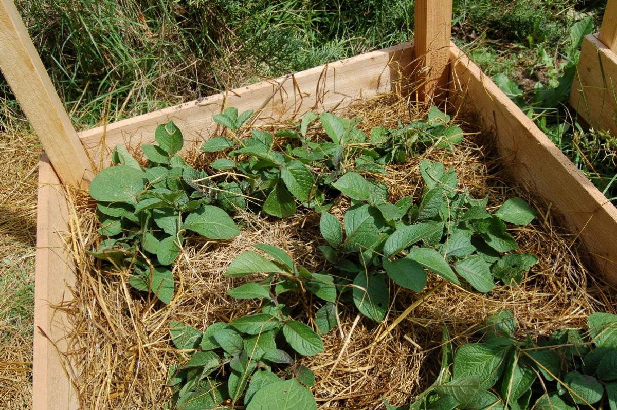 Выращивание картофеля в домашних условиях: посадка и уход