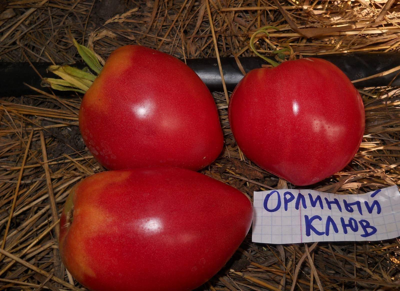 Сорта розовых томатов орлиный клюв и орлиное сердце