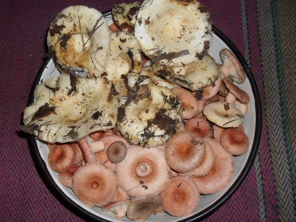 Грузди, соленые горячим способом на зиму в банках — лучшие рецепты быстрого приготовления грибов