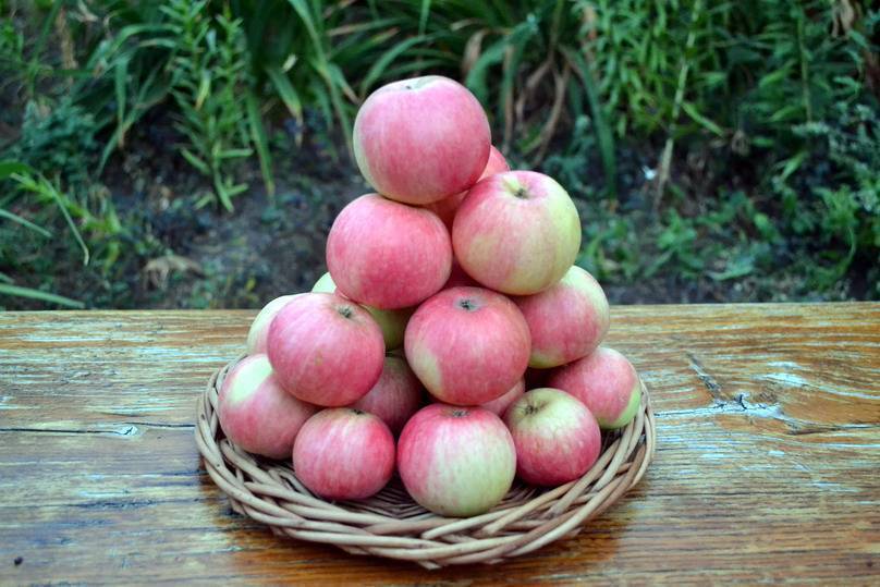 Яблоня мантет: описание сорта, фото, регионы выращивания, правила посадки и ухода, вкусовые качества яблок, отзывы садоводов