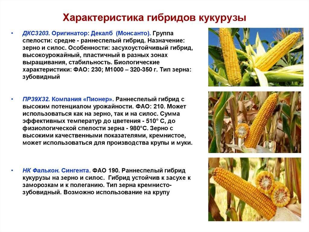 Выбор лучшего сорта кукурузы. лучшее время для посадки семян на участке - огород, сад, балкон
 - 9 ноября
 - 43149779743 - медиаплатформа миртесен