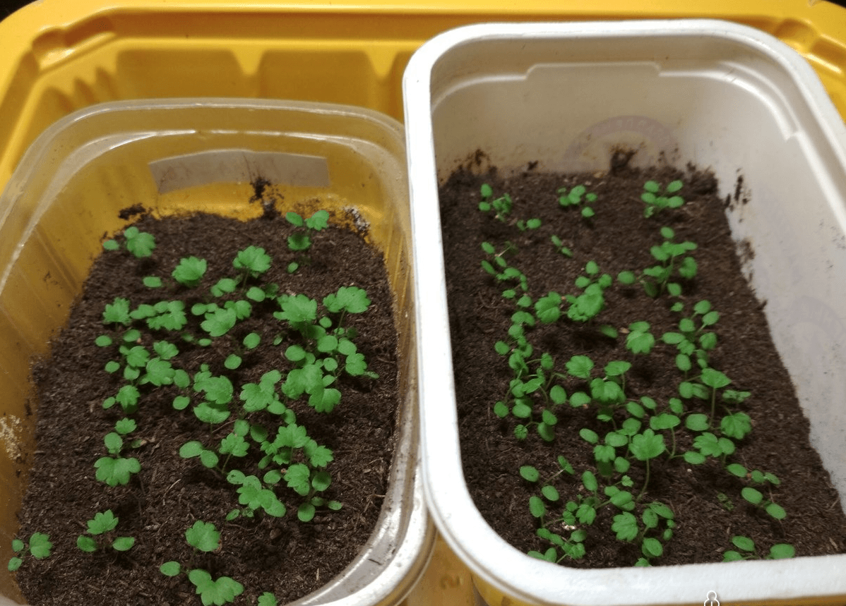 Выращивание клубники из семян в домашних условиях: советы с фото