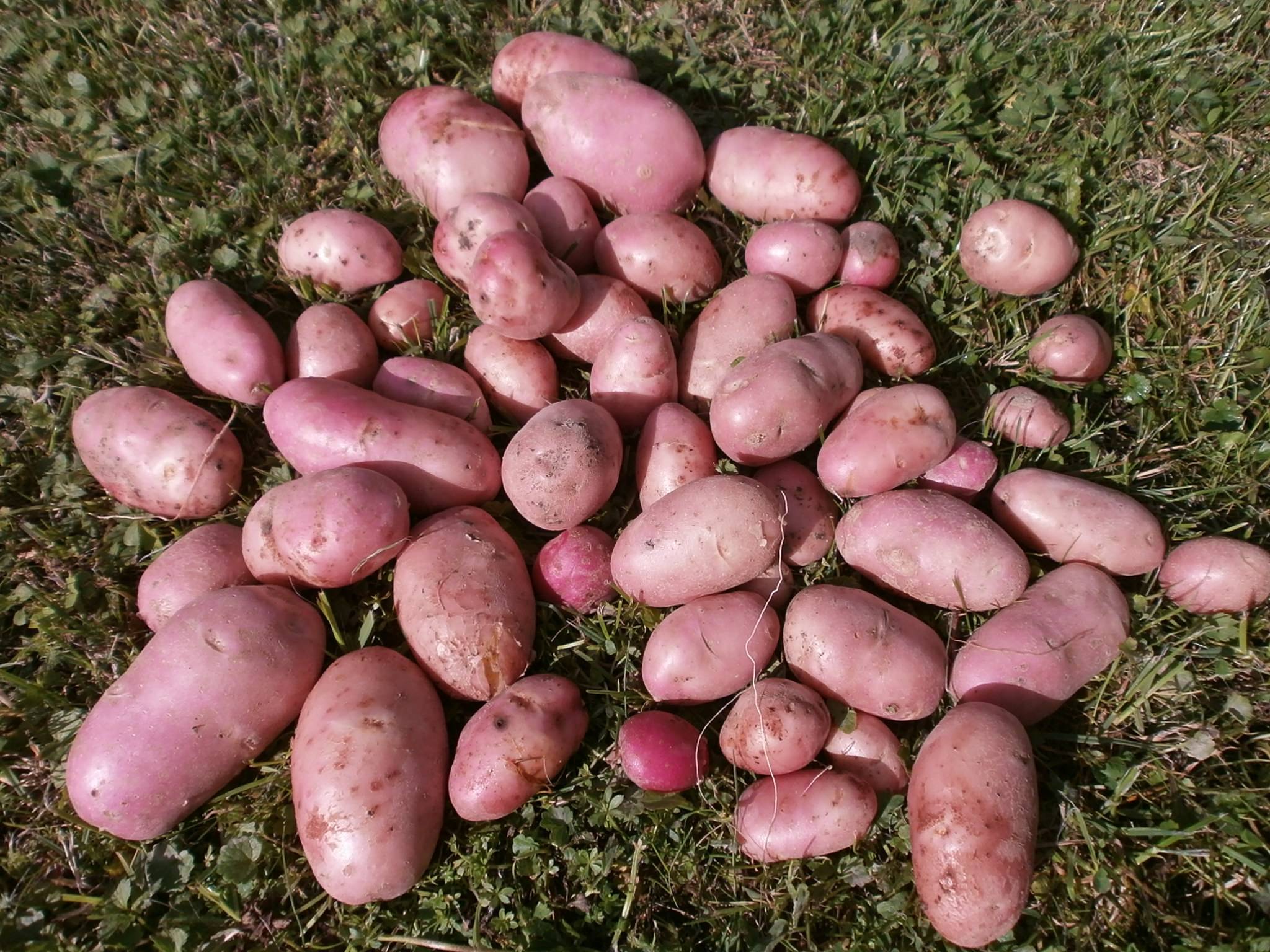 Картофель розара: описание и характеристики сорта, выращивание и уход, отзывы с фото