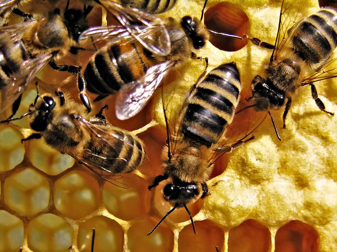 Пчелиная семья, состав пчелиной семьи.