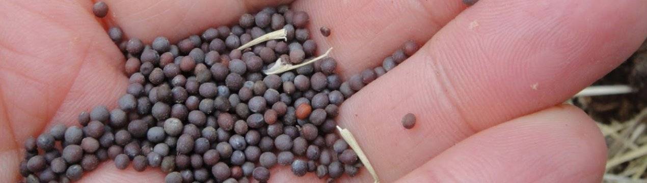 Особенности выращивания семян белокочанной капусты: посадка маточников | огородник
