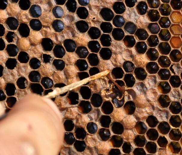 Аскосфероз пчёл, информация пчеловодам о болезни и лечении