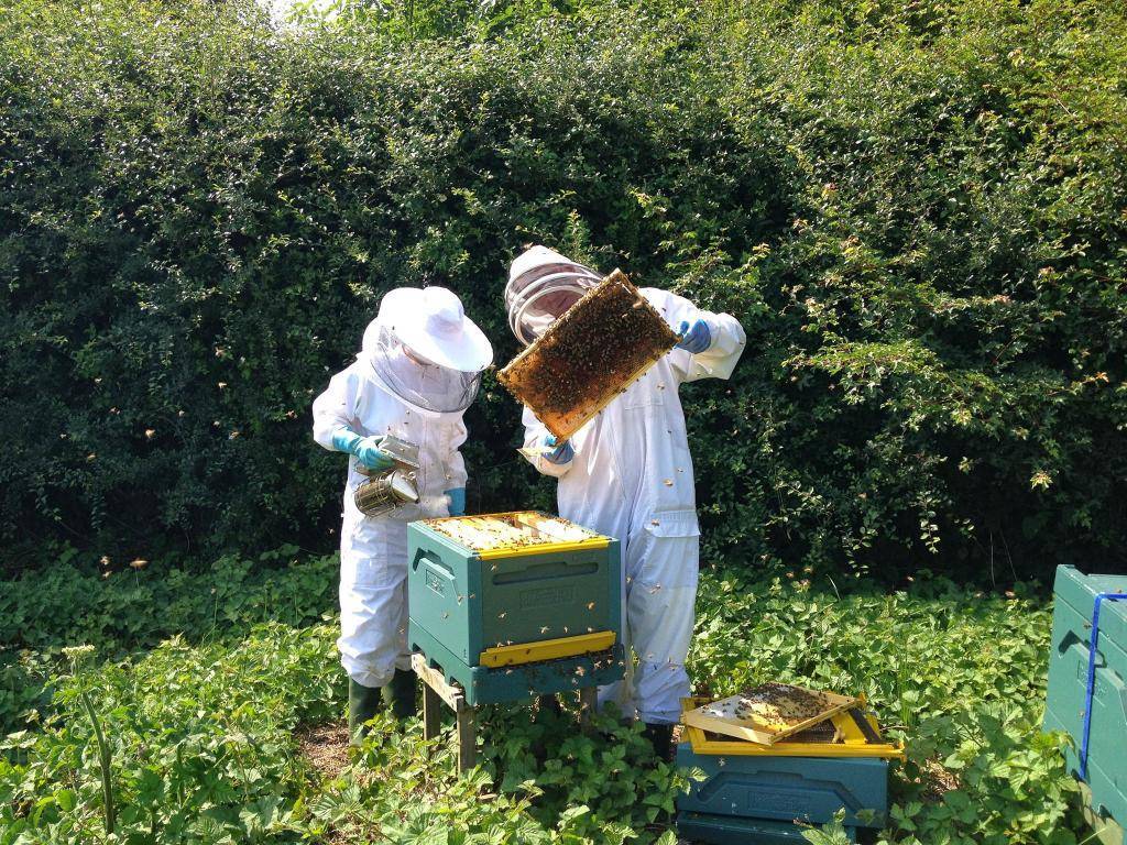 Уход за пчёлами в осенне-зимний период