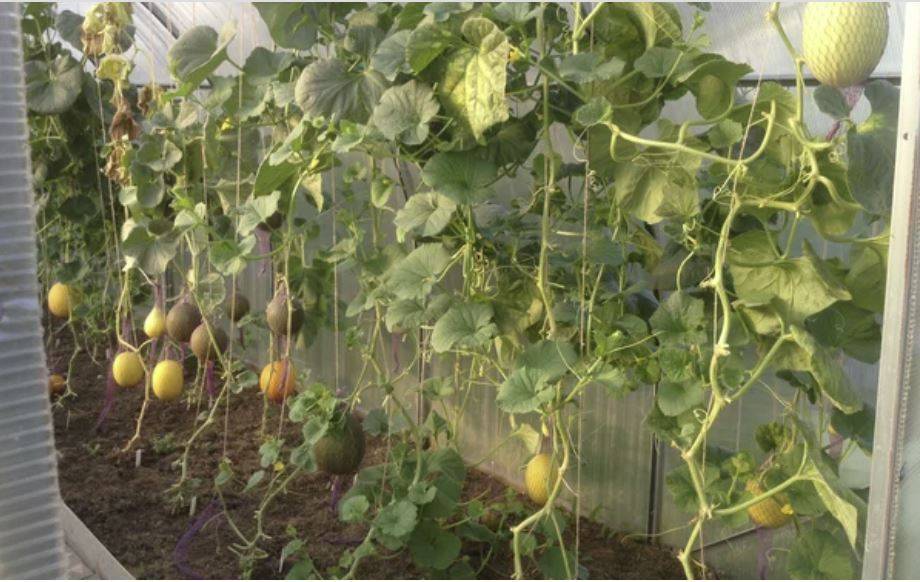 Арбуз в теплице: посадка и выращивание арбуза в теплице | огородники