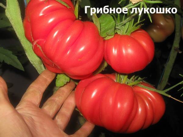 Томат грибное лукошко: характеристика и описание сорта, отзывы тех кто сажал помидоры об их урожайности, фото семян