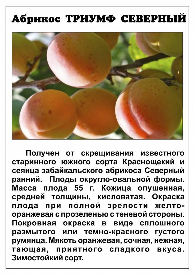 Сорта абрикосов - самые лучшие характеристики и лучшие примеры зимостойких абрикосов