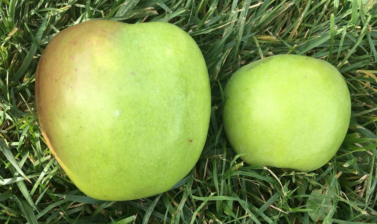 Яблоня фуджи кику: особенности сорта и ухода - сорта яблонь: полный каталог