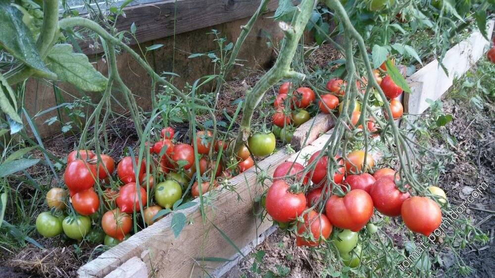 Описание сорта томатов «тарасенко юбилейный»