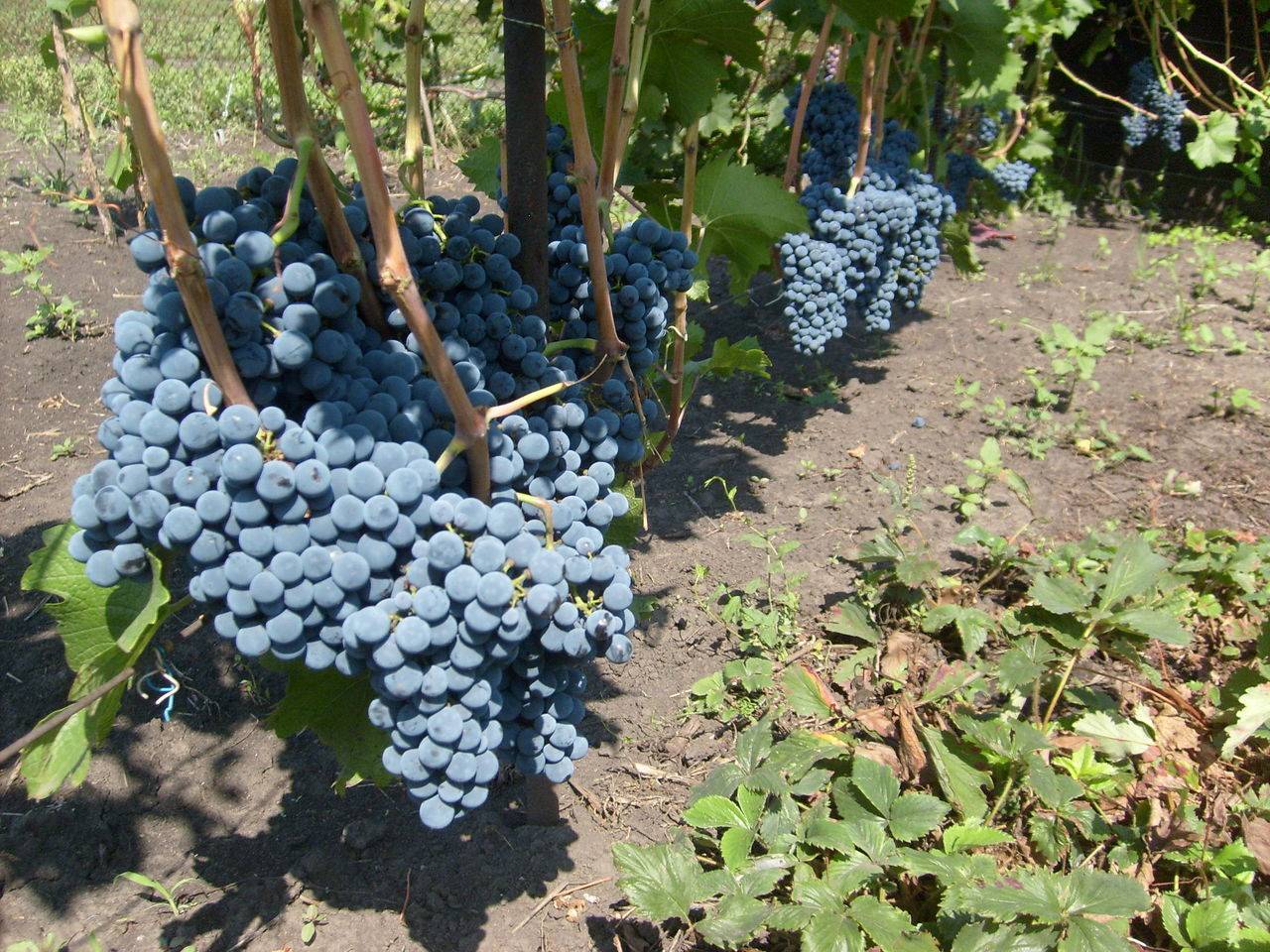 Виноград велика: особенности сорта и советы по разведению