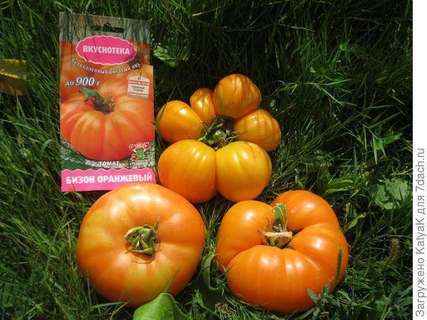 Семена томат бизон оранжевый: описание сорта, фото. купить с доставкой или почтой россии.