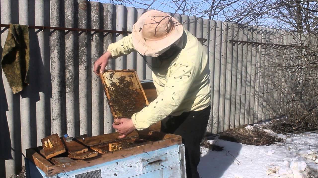 Пчелы весной: уход и виды работ на пасеке