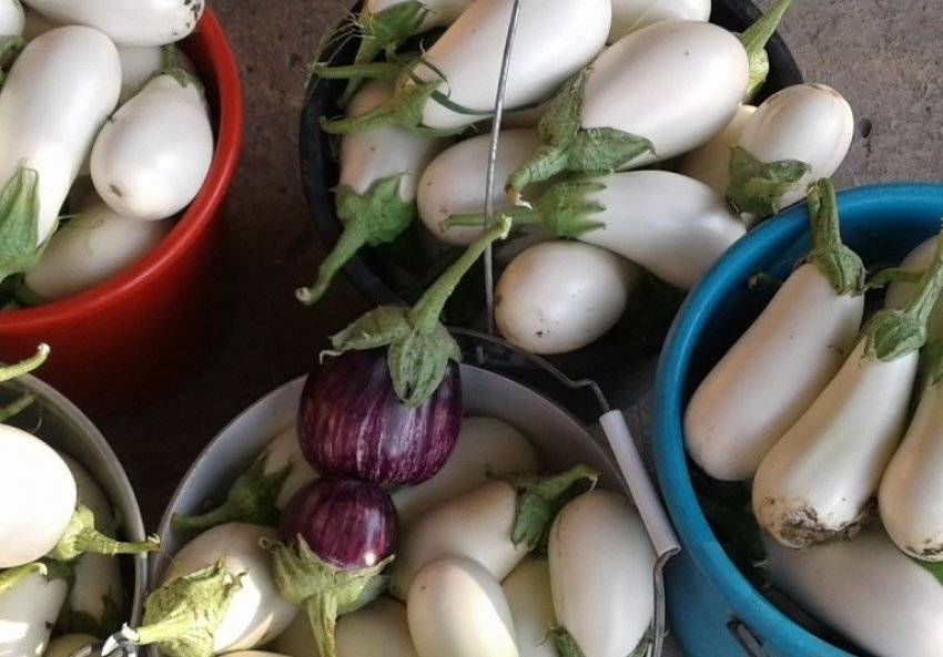 Белый баклажан — выращивание сорта и полезные свойства