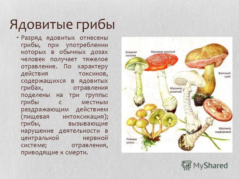 Царский (яичный и цезарский) гриб: 16 фото и описание, как выглядит?
