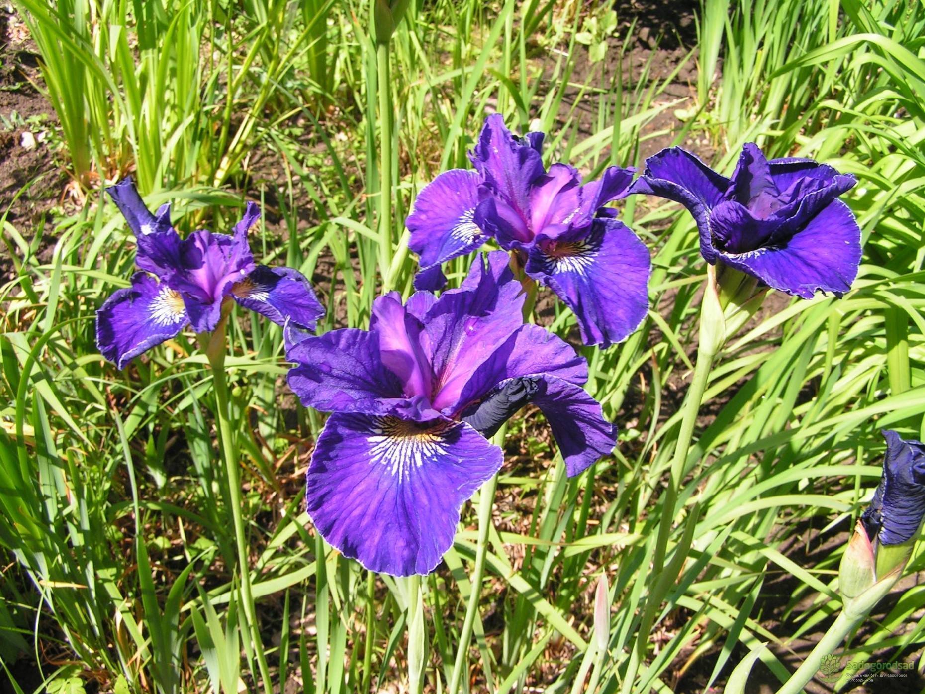 Ирис цветок - посадка и уход в открытом грунте, сорта ирисов, фото и описание