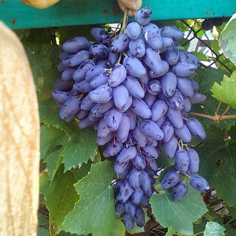 Виноград памяти. Виноград памяти- Негруля. Сорт винограда памяти Негруля. Сорт винограда Негруля. Виноград ПАМЯТИНИГРУЛЯ.