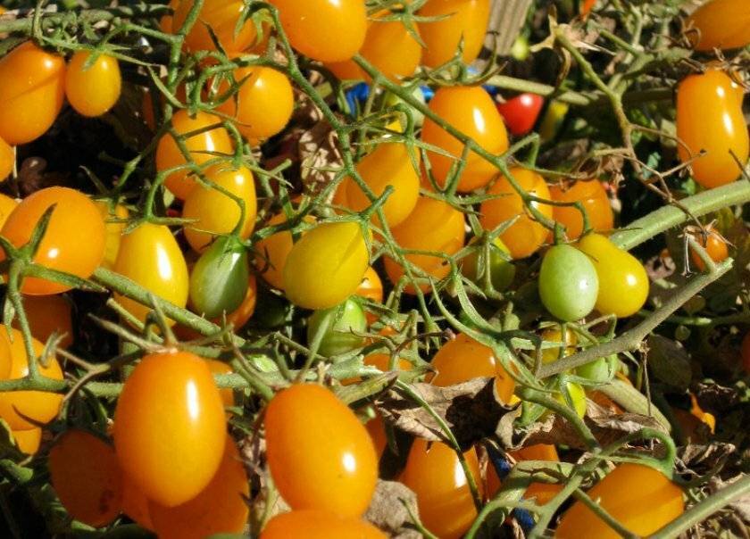 Крохотный вкусный томат медовая капля – особенности агротехники