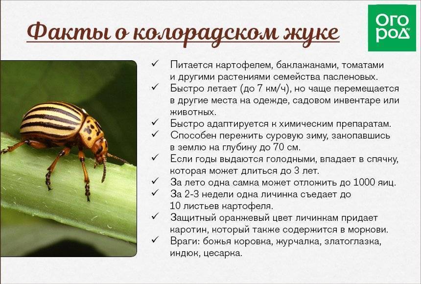 Все методы борьбы с колорадским жуком. как избавиться от колорадского жука навсегда