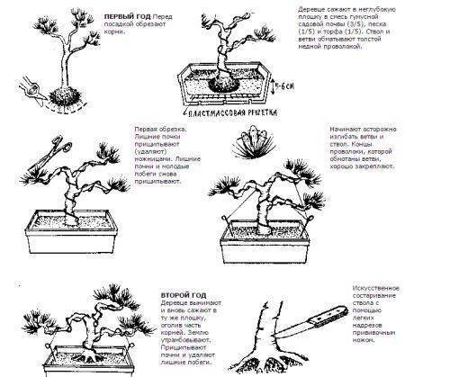 Как вырастить бонсай в домашних условиях: выбор растения, посадка, уход