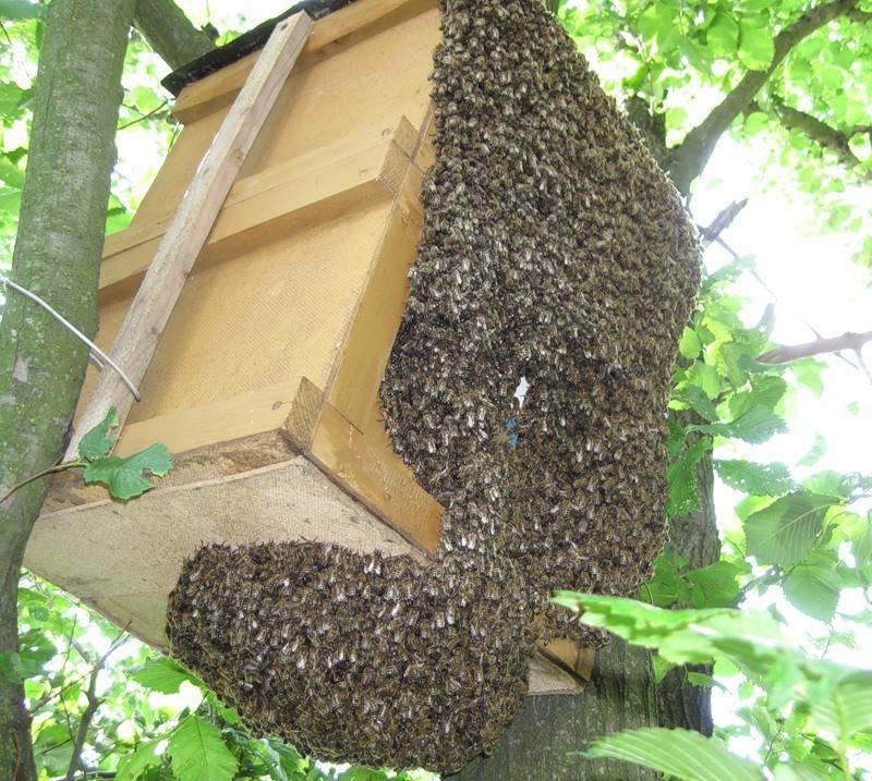 Надежные ловушки для роев пчел.приманка для пчелиных роев.как сделать своими руками, размеры и чертежи