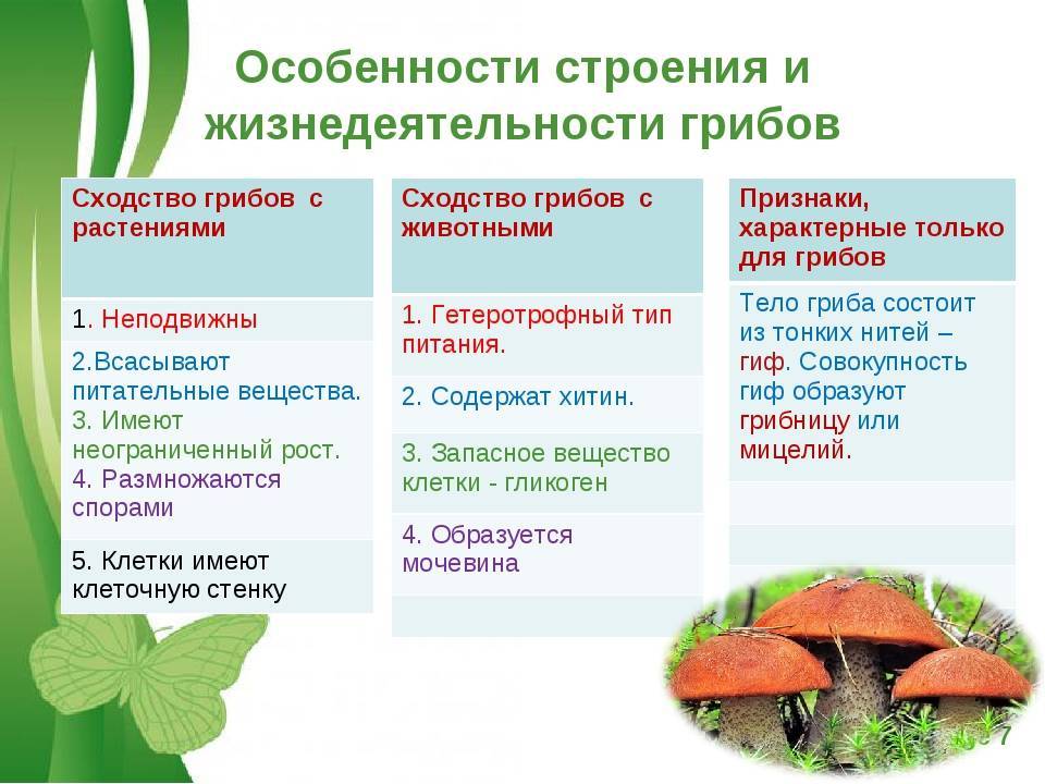 Цезарский гриб — кесарев мухомор: экология и распространение, описание, свойства и особенности (фото + видео)