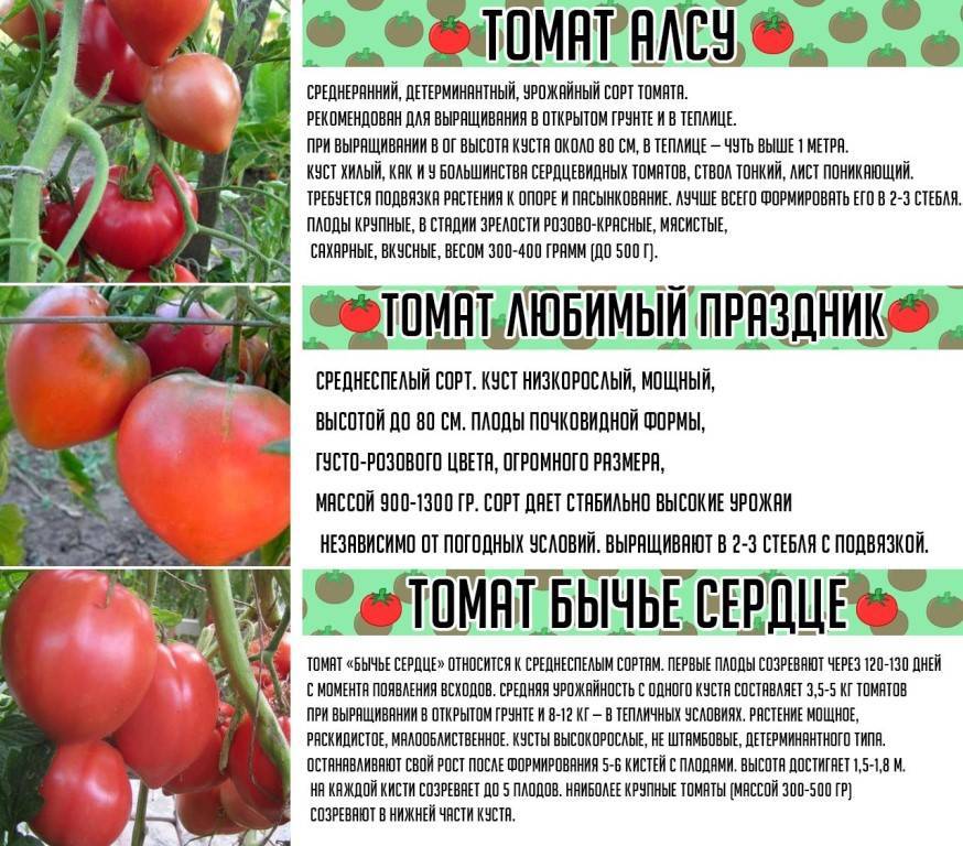 Выращивание рассады помидоров