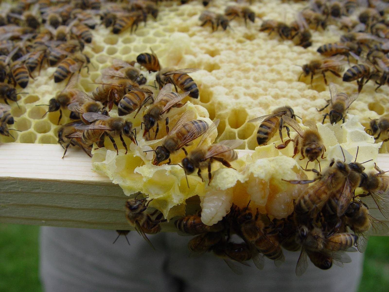 Земляные пчелы: как избавиться и нужно ли это